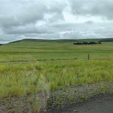 Between Wakkerstroom and Memel