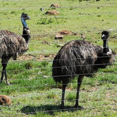 Emahlahleni to Middelburg