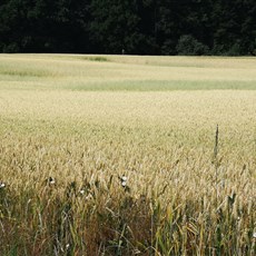 Jičín to Lysá nad Labem