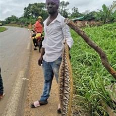 Mbalmayo to Yaoundé - two Gaboon vipers
