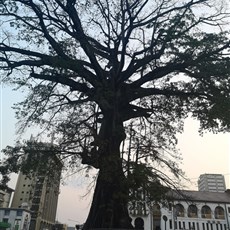 Leaving Freetown - the cotton tree