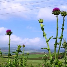 Between Bandirma and Biga