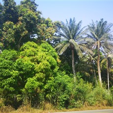 Between Tagrin and Port Loko