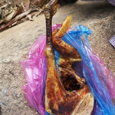 Muscular chicken from Hoque market