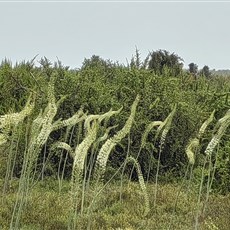 Addo Elephant Park
