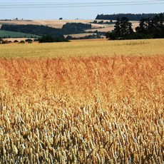 Prague to Kutna Hora