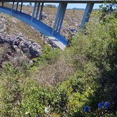 Storms River bridge