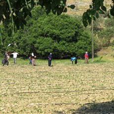 Between Akhisar and Salihli