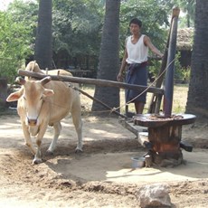 En route Nyaung U