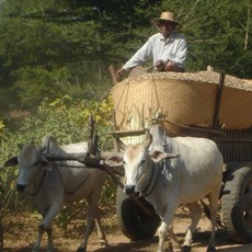 En route Nyaung U