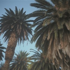 South Africa Upington Avenue of Palms