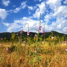 Between Tire and Selçuk