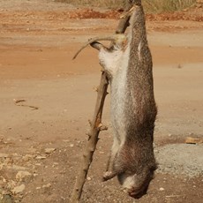 Canjala to Casa Branca