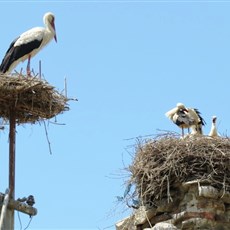 Selçuk storks - mateless single peering into nest with three chicks