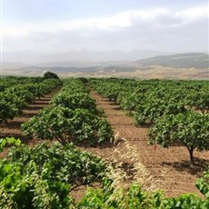 Between Nazilli and Pamukkale