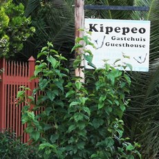Kipepeo, Boshof