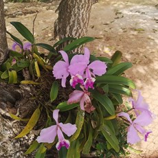 Holguin to Las Tunas