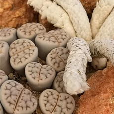 Lithops