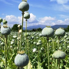 Between Acipayam and Çavdir - poppy fields