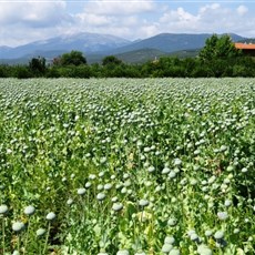 Between Acipayam and Çavdir - poppy fields