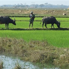 En route Yangon