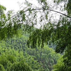 Mukeng bamboo forest