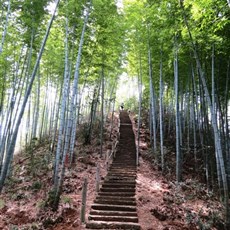 Mukeng bamboo forest