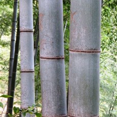 Mukeng bamboo forest