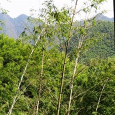 Mukeng bamboo forest