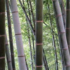 Mukeng bamboo forest