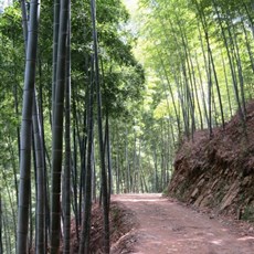 Mukeng bamboo forest