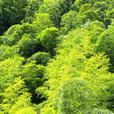 Mukeng bamboo forest