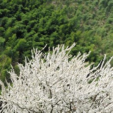 Mukeng bamboo forest