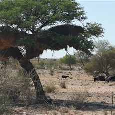 Mariental to Kalkrand