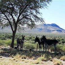 Rehoboth to Windhoek