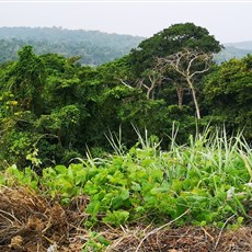 Cabinda to Lândana