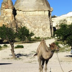 Paşabaği - Cappadocia