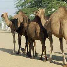 Bikaner Camel Research Centre
