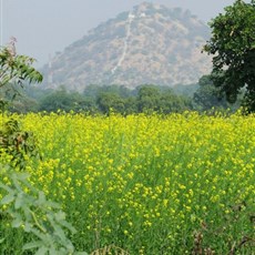 En route Ranakpur