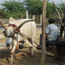 En route Ranakpur