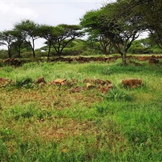 Cannon Kopje - Mahikeng