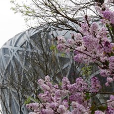 Bird's Nest - Beijing Olympics Park