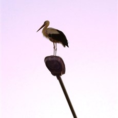 Stork