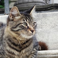 Cats of Istanbul