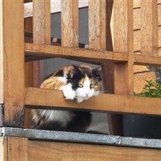 Cats of Istanbul