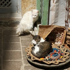 Essaouira