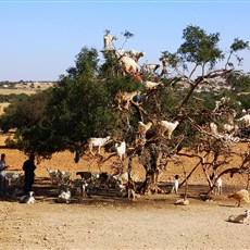 Tree climbing goats