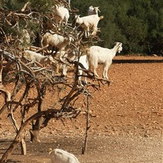 Tree climbing goats