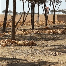 Sidi Mokhtar to Chichaoua