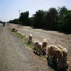 Souihla to Marrakech